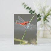 Beautiful Red Dragonfly Postcard Postkarte (Stehend Vorderseite)