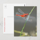 Beautiful Red Dragonfly Postcard Postkarte (Vorne/Hinten)