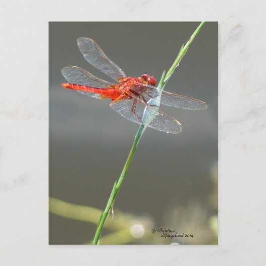 Beautiful Red Dragonfly Postcard Postkarte (Vorderseite)