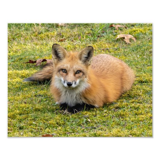 Beautiful Red Fox Fotodruck (Vorne)