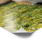 Beautiful Red Fox Fotodruck (Ecke)