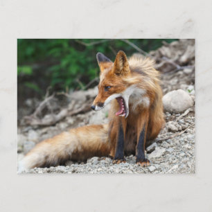 Beautiful red fox with wide open mouth postkarte