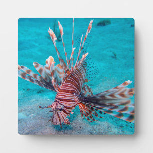 Beautiful Red Lion Fish Fotoplatte