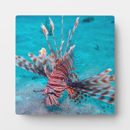 Beautiful Red Lion Fish Fotoplatte (Vorderseite)