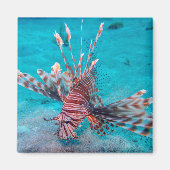 Beautiful Red Lion Fish Magnet (Vorne)