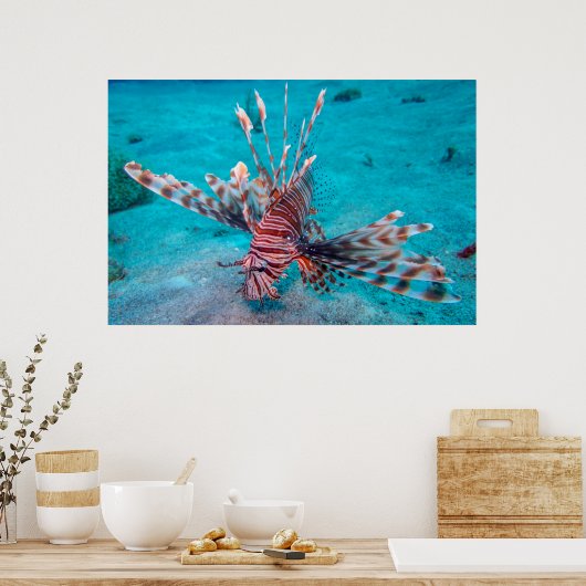 Beautiful Red Lion Fish Poster (Küche)