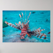 Beautiful Red Lion Fish Poster (Vorne)