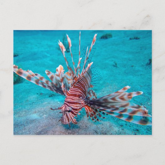 Beautiful Red Lion Fish Postkarte (Vorderseite)
