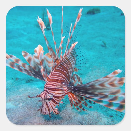 Beautiful Red Lion Fish Quadratischer Aufkleber (Vorderseite)