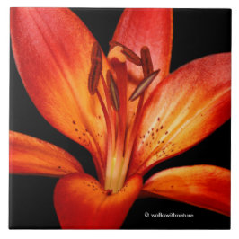 Beautiful Red Orange Asiatic Lily Gran Paradiso Fliese