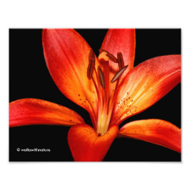 Beautiful Red Orange Asiatic Lily Gran Paradiso Fotodruck