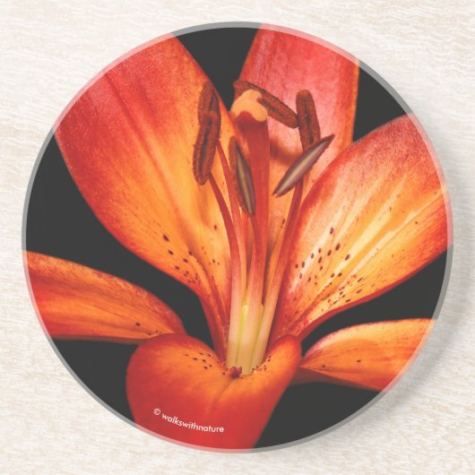 Beautiful Red Orange Asiatic Lily Gran Paradiso Getränkeuntersetzer (Vorne)