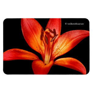 Beautiful Red Orange Asiatic Lily Gran Paradiso Magnet