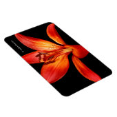 Beautiful Red Orange Asiatic Lily Gran Paradiso Magnet (Rechte Seite)