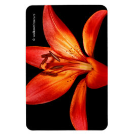 Beautiful Red Orange Asiatic Lily Gran Paradiso Magnet