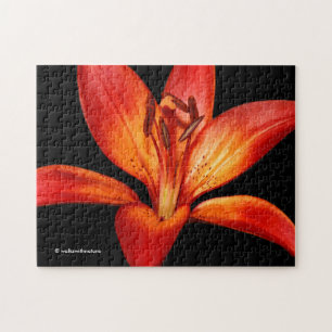 Beautiful Red Orange Asiatic Lily Gran Paradiso Puzzle