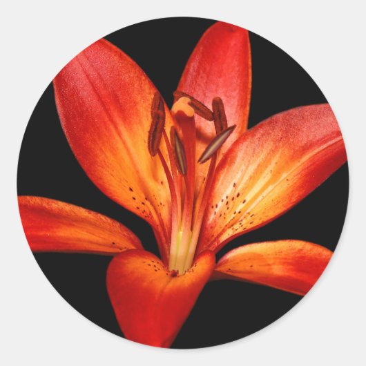 Beautiful Red Orange Asiatic Lily Gran Paradiso Runder Aufkleber (Vorderseite)