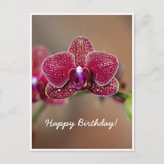 Beautiful Red Orchid Postkarte (Vorderseite)