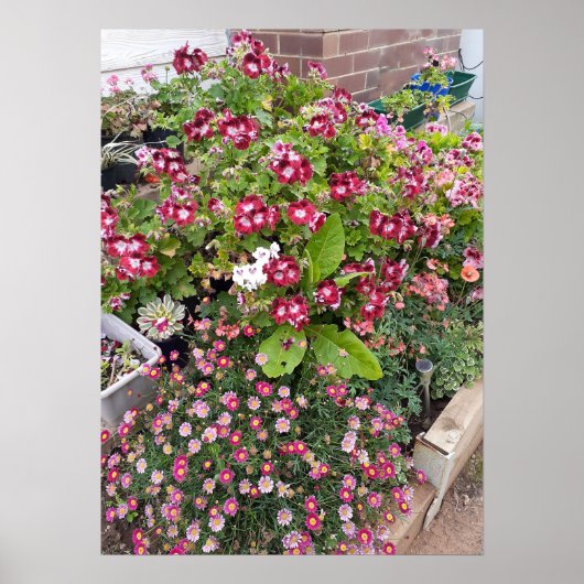 Beautiful Red Pelargonium Flower Garden Poster (Vorne)