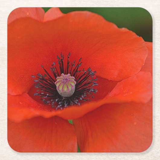 Beautiful Red Poppy Party Untersetzer (Vorderseite)