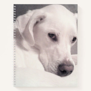 Beautiful Regal White Labrador Mix Dog Grey Notebo Notizblock