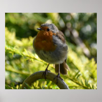 Beautiful Robin