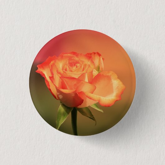 Beautiful Romantic Rose Fotograph Button (Vorderseite)