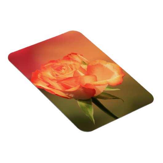 Beautiful Romantic Rose Fotograph Magnet (Rechte Seite)