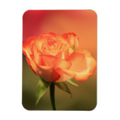 Beautiful Romantic Rose Fotograph Magnet (Vertikal)
