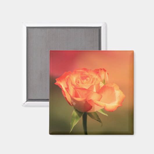 Beautiful Romantic Rose Fotograph Magnet (Vorderseite/Rückseite)