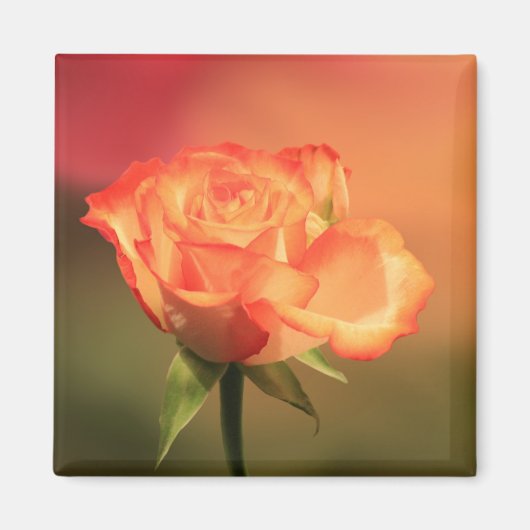 Beautiful Romantic Rose Fotograph Magnet (Vorne)
