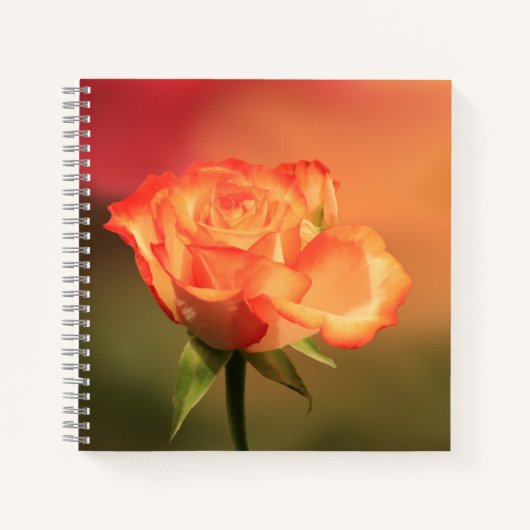 Beautiful Romantic Rose Fotograph Notizblock (Vorderseite)
