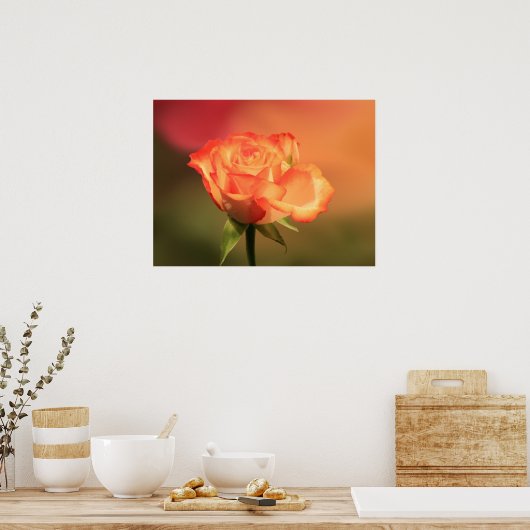 Beautiful Romantic Rose Fotograph Poster (Küche)