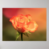 Beautiful Romantic Rose Fotograph Poster (Vorne)
