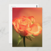 Beautiful Romantic Rose Fotograph Postkarte (Vorne/Hinten)