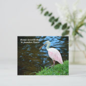 Beautiful Roseate Spoonbill Feiertagspostkarte (Stehend Vorderseite)