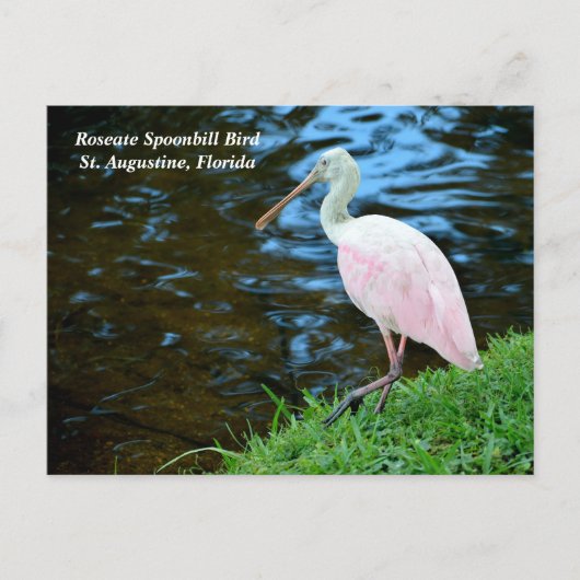 Beautiful Roseate Spoonbill Feiertagspostkarte (Vorderseite)