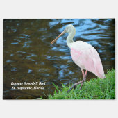 Beautiful Roseate Spoonbill Magnet (Vorderseite)