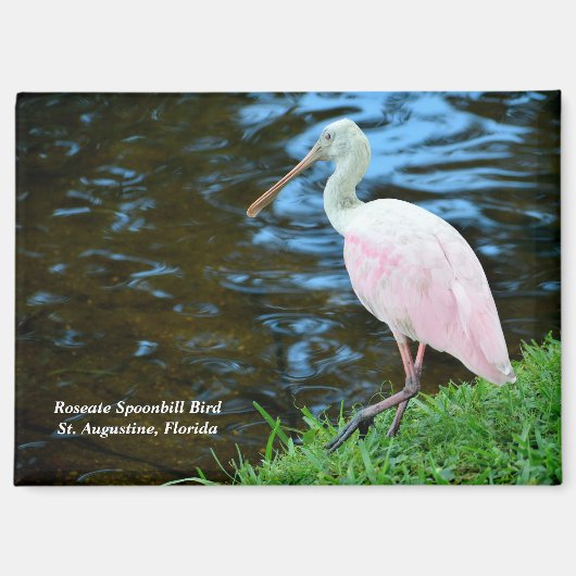 Beautiful Roseate Spoonbill Magnet (Vorderseite)
