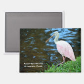 Beautiful Roseate Spoonbill Magnet (Vorderseite/Rückseite)