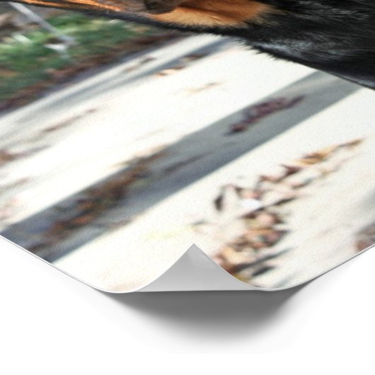 Beautiful Rottweiler Heidi Poster (Ecke)