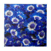 Beautiful Royal Blue Cineraria Blume Fliese (Vorderseite)