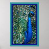 Beautiful Royal Peacock Foto Poster (Vorne)