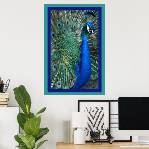 Beautiful Royal Peacock Photo Poster