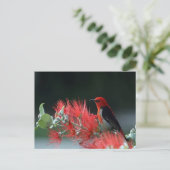 Beautiful Scarlet Honeyeater Bird Postcard Postkarte (Stehend Vorderseite)