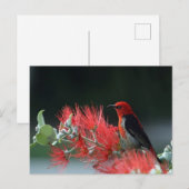 Beautiful Scarlet Honeyeater Bird Postcard Postkarte (Vorne/Hinten)