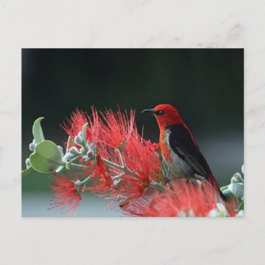 Beautiful Scarlet Honeyeater Bird Postcard Postkarte (Vorderseite)