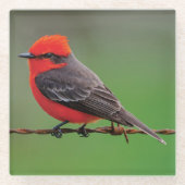 Beautiful Scarlet oder Austrian Flycatcher Glasuntersetzer (Vorderseite)