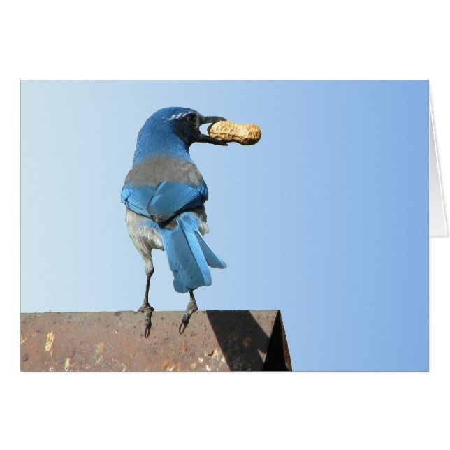 Beautiful Scrub Jay Bird (Vorderseite (Horizontal))