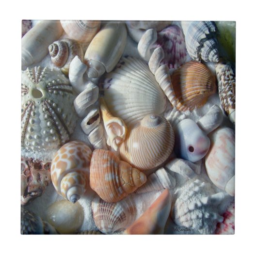 Beautiful Seashells Sea Life Square Fliese (Vorderseite)